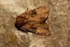 143989 – Photo : f vanhille – France (95)