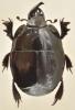 Pachylister inaequalis
