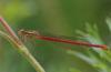 143344 – Photo : Pierre SENGEZ – France (60)