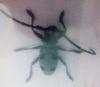 Morimus asper funereus