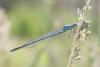Erythromma lindenii