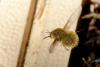 143581 – Photo : Jean-Claude Jamoulle – France (06)