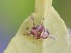 Issus coleoptratus