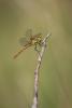 Sympetrum sanguineum
