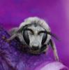 143773 – Photo : Annick Rambaud – France (26)
