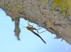 143305 – Photo : Josselyne Bayle – France (33)