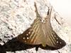 143246 – Photo : Christian Widmann – Brésil