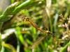 143777 – Photo : Guénael Hallart – France (02)