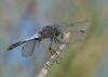 143553 – Photo : Dominique Bataille – France (34)