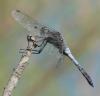 143554 – Photo : Dominique Bataille – France (34)