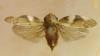 Aphrophora alni