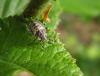 143661 – Photo : Maria Justamond – France (52)