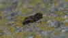 143531 – Photo : Brendan Alligand – France (61)