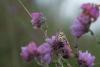 143499 – Photo : Luc Bisensang – France (33)