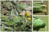 143214 – Photo : Duborget Robin – France (06)