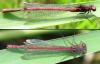 Pyrrhosoma nymphula