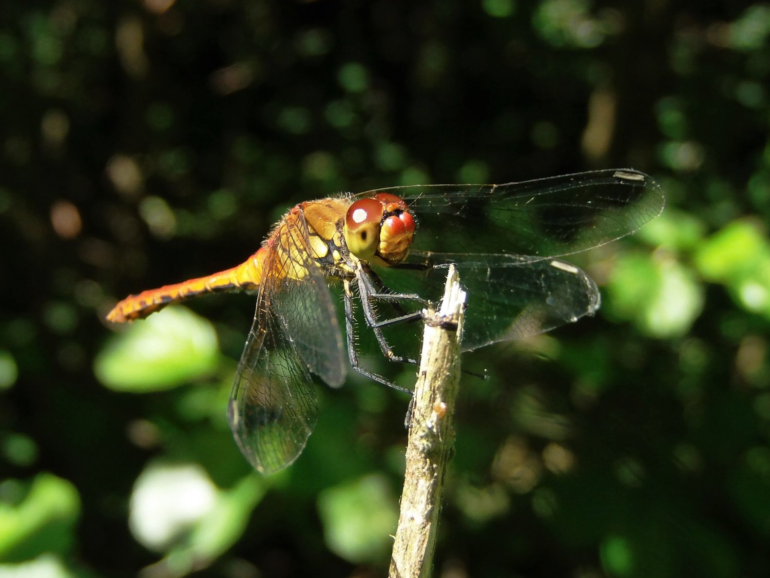 Bastentomo44 - Sympetrum sanguineum - réf. 143610 (1500 x 1126 pixels, 174 ko)