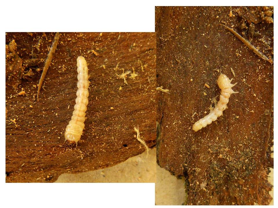 Raffaele Bocchini - Nacerdes (Xanthochroa) carniolica - réf. 143739 (960 x 720 pixels, 135 ko)