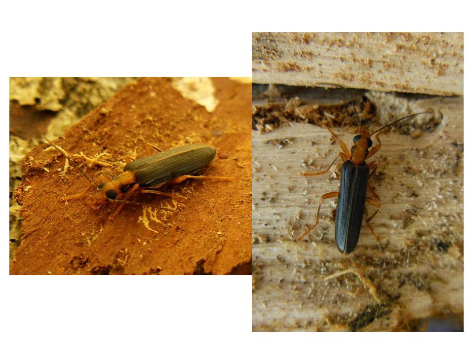 Raffaele Bocchini - Nacerdes (Xanthochroa) carniolica - réf. 143768 (960 x 720 pixels, 84 ko)