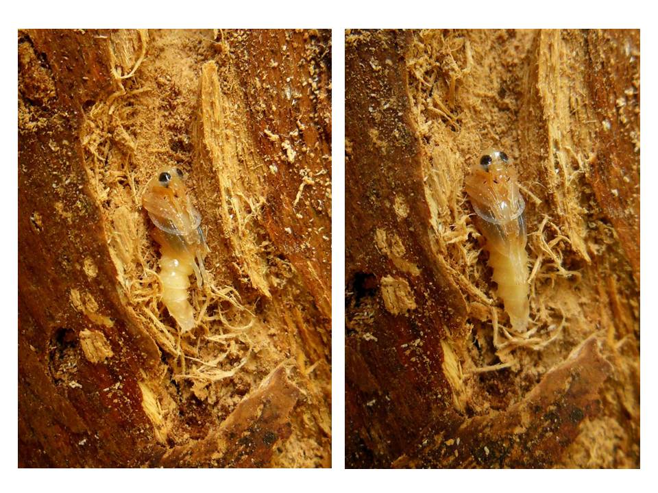 Raffaele Bocchini - Nacerdes (Xanthochroa) carniolica - réf. 143740 (960 x 720 pixels, 145 ko)