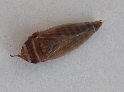 Aphrodes bicinctus