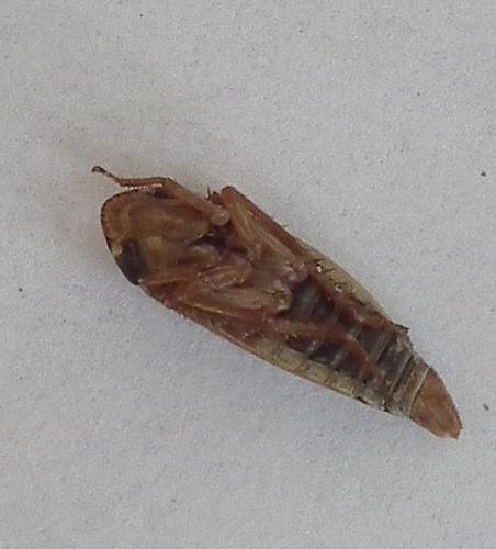 Réf. 144 789 : Aphrodes bicinctus