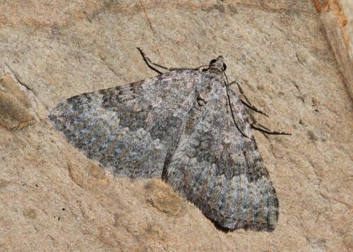 Réf. 144 573 : Scotopteryx sp.