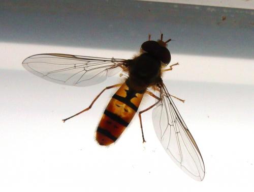 Episyrphus balteatus