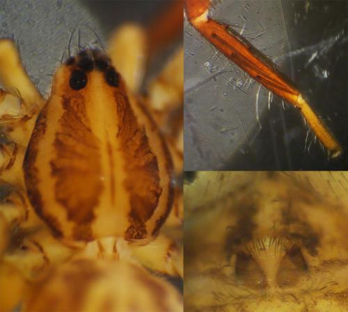 Zora nemoralis
