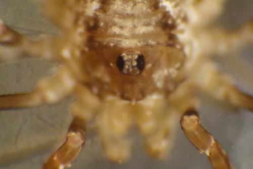 Oligolophus sp.