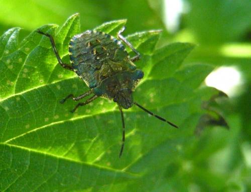 Réf. 144 272 : Pentatoma rufipes