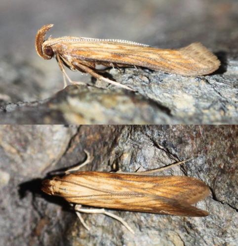 Réf. 144 354 : Metzneria neuropterella
