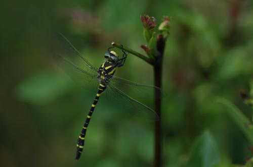 Cordulegaster boltonii