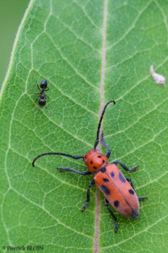 Tetraopes tetrophtalmus