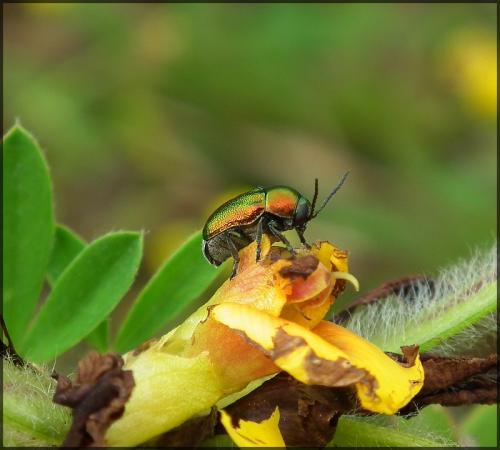 Cryptocephalus sp.