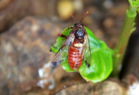Réf. 144 637 : Cimbex femoratus