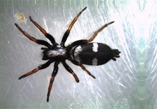 Réf. 144 708 : Aphantaulax trifasciata
