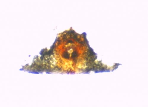 Réf. 144 800 : Aphantaulax trifasciata