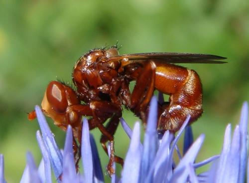 Réf. 144 944 : Sicus ferrugineus