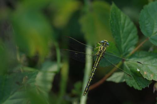 Réf. 144 010 : Gomphus graslinii