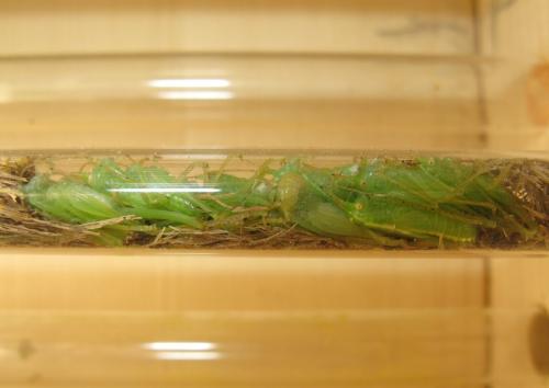 Réf. 144 758 : Meconema thalassinum
