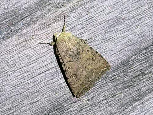 Caradrina sp.