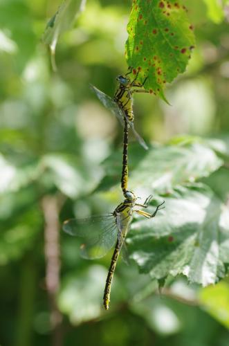 Gomphus graslinii