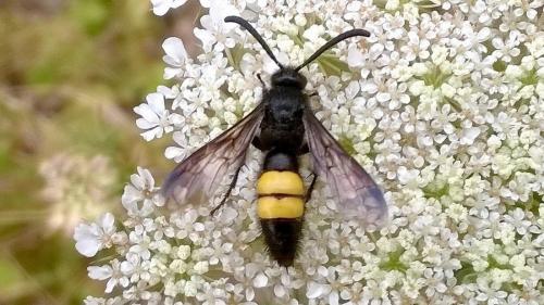 La faune de RikenMon  Scolie hirsute (Scolia hirta)