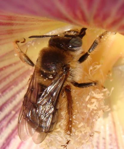 Réf. 144 582 : Tetralonia malvae