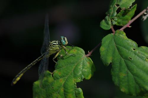 Stylurus flavipes