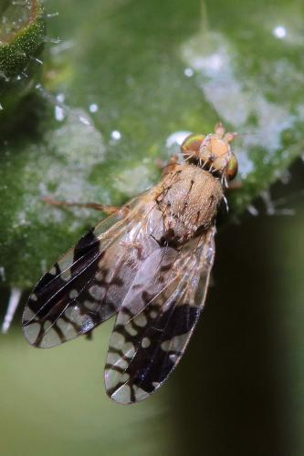 Tephritis divisa