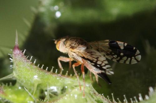 Tephritis divisa