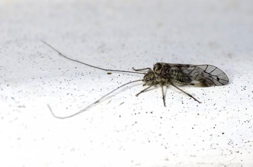 Psococerastis gibbosa