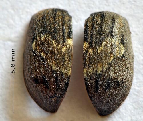 Byrrhus sp.
